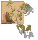 window plant