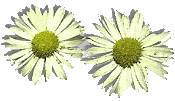 Two Flowers Picture