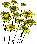 Pretty Flowers