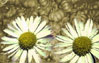 Little pict