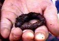 Lily's Worm
